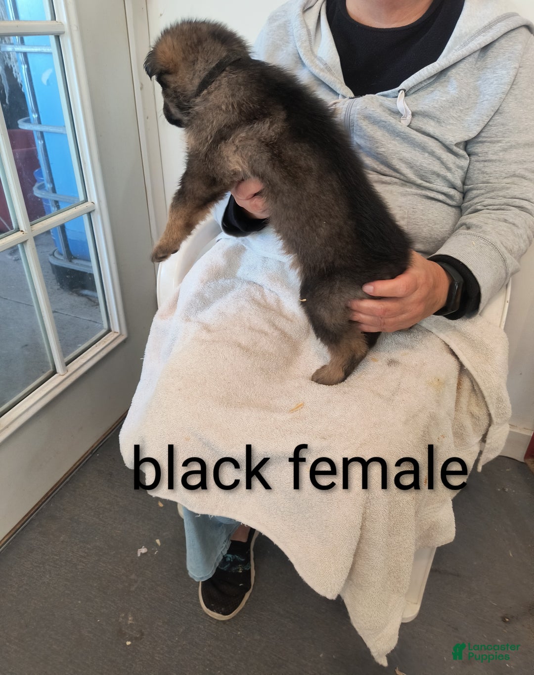 German Shepherd dogs for sale: Black collar female  - Ad 2
