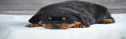 Rottweiler dogs for sale: Deisel - Ad 4