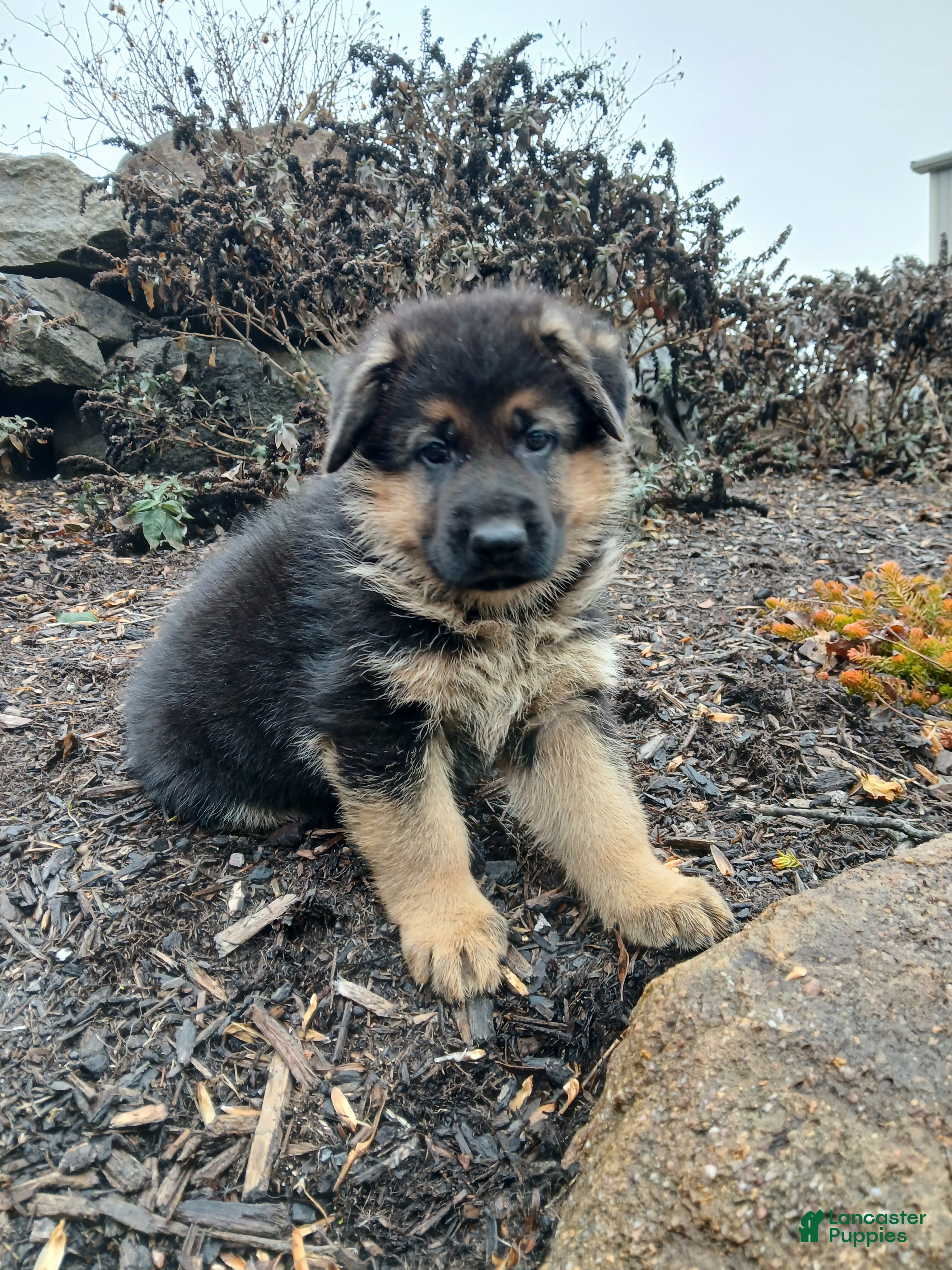 German Shepherd dogs Titan - Ad 2