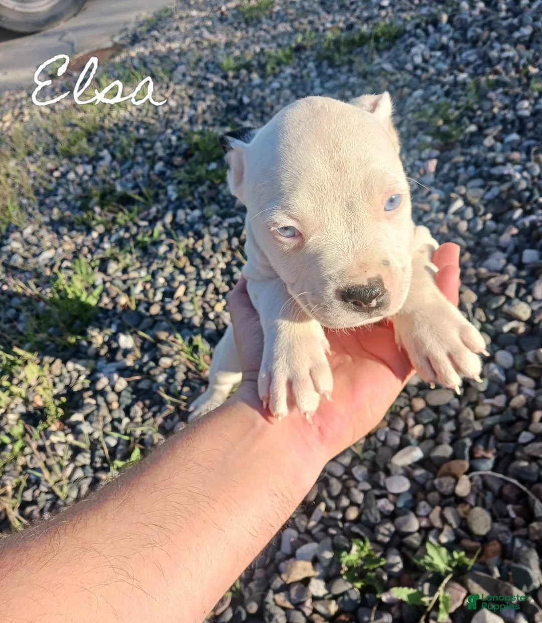 Mixed Breed dogs for sale: Ice Princess Elsa - Ad 1