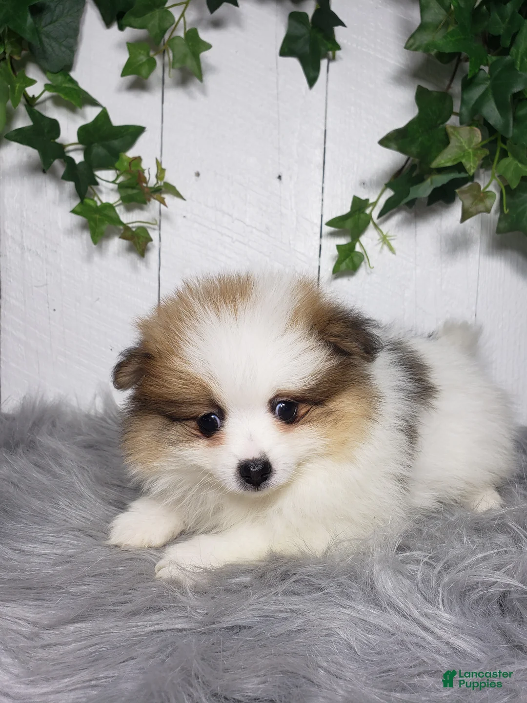 Pomeranian dogs for sale: Paige  - Ad 2