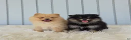 Pomeranian dogs for sale: Butterscotch  - Ad 10