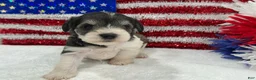 Miniature Schnauzer dogs for sale: Marsha Female 1 - Ad 2