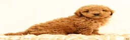 Mini Goldendoodle dogs for sale: Logan - Ad 4