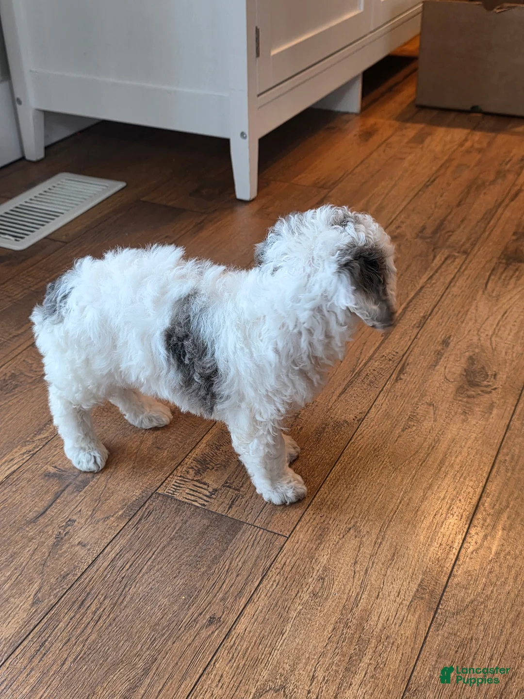 Mini Goldendoodle dogs for sale: Bruno - Ad 6