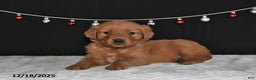 Golden Retriever dogs for sale: Arthur - Ad 2