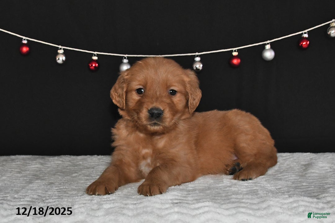 Golden Retriever dogs for sale: Arthur - Ad 2