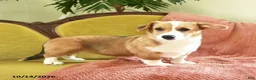 Welsh Corgi Pembroke dogs for sale: Callie - Ad 2