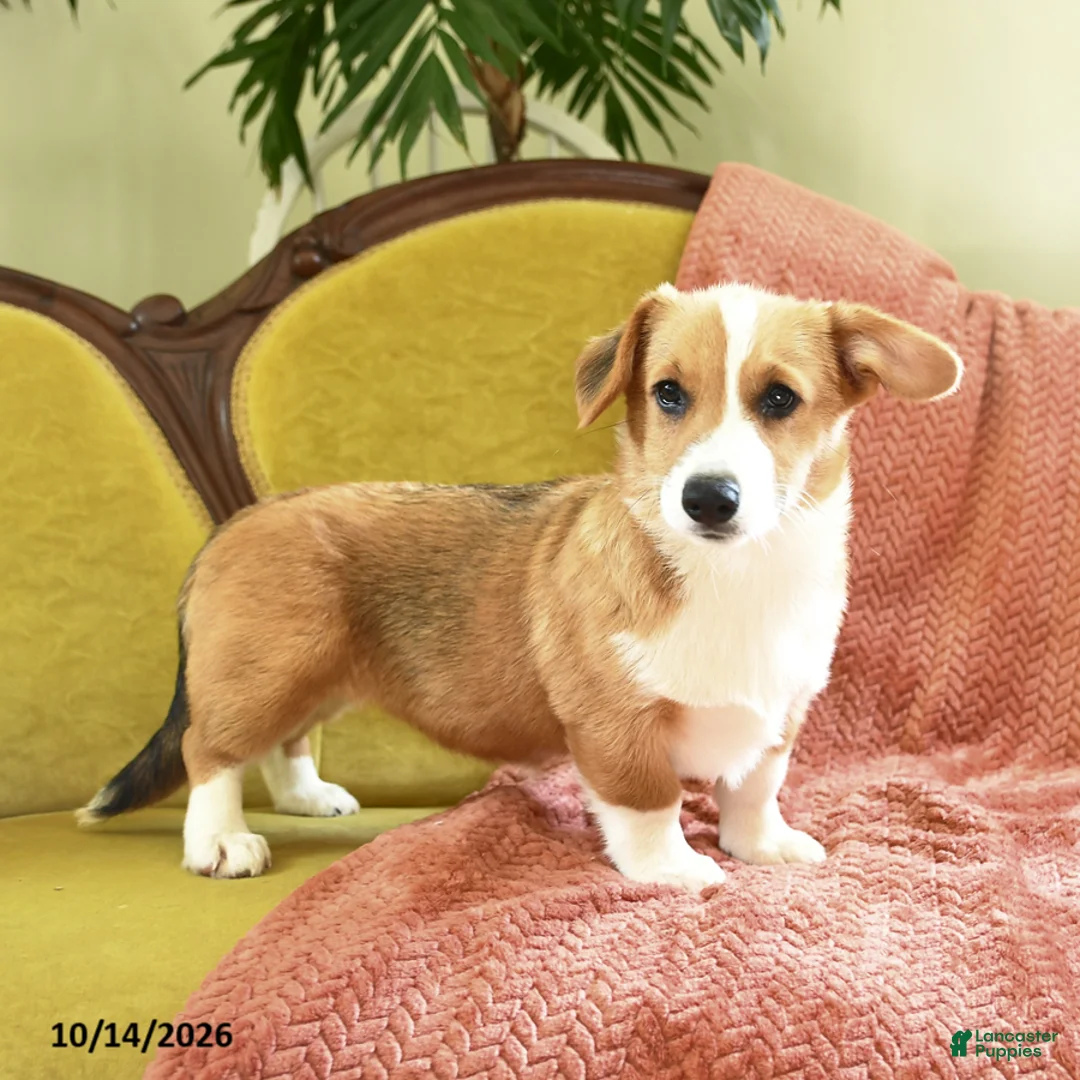 Welsh Corgi Pembroke dogs for sale: Callie - Ad 2