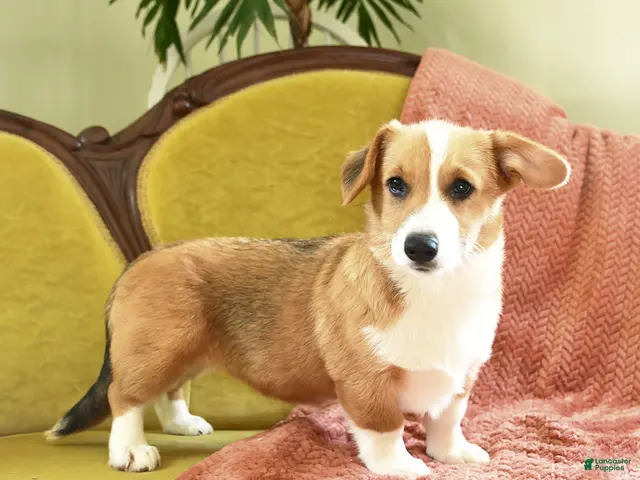 Welsh Corgi Pembroke dogs for sale: Callie - Ad 2
