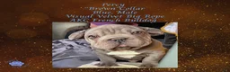French Bulldog dogs for sale: Percy “Brown” Collar, Male - Ad 11