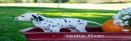 Dalmatian dogs for sale: Duke - Ad 4