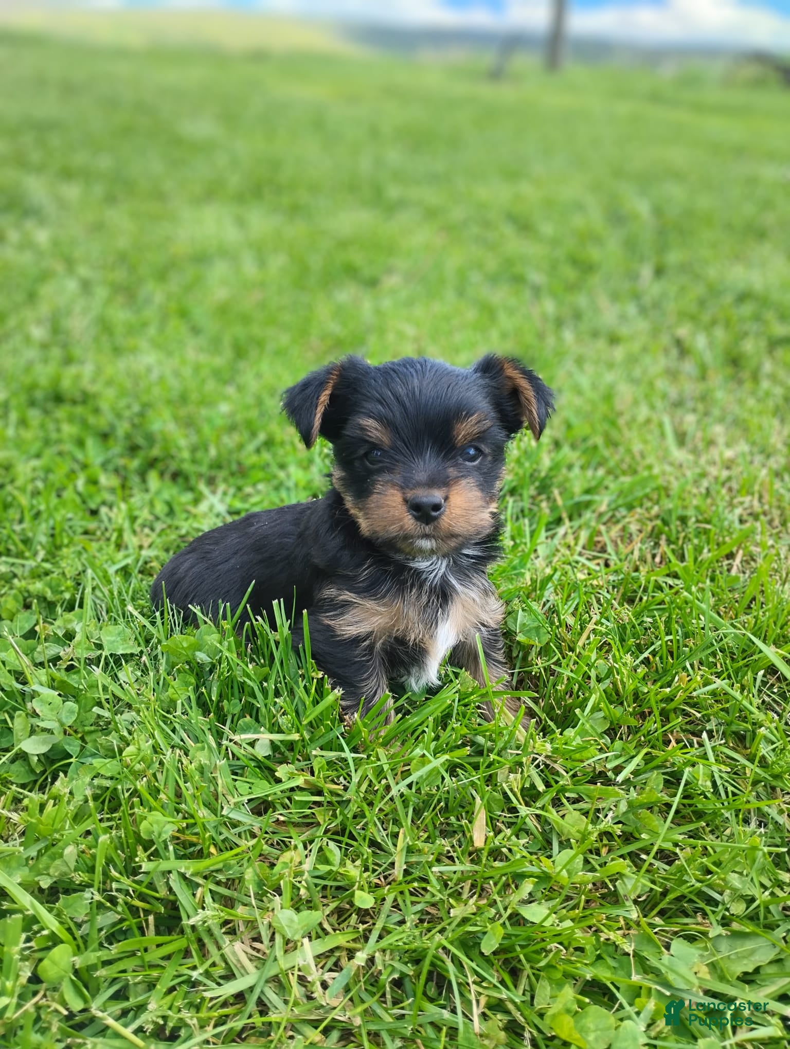 Yorkshire Terrier dogs for sale: Alex - Ad 2