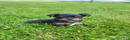 Yorkshire Terrier dogs for sale: Alex - Ad 1
