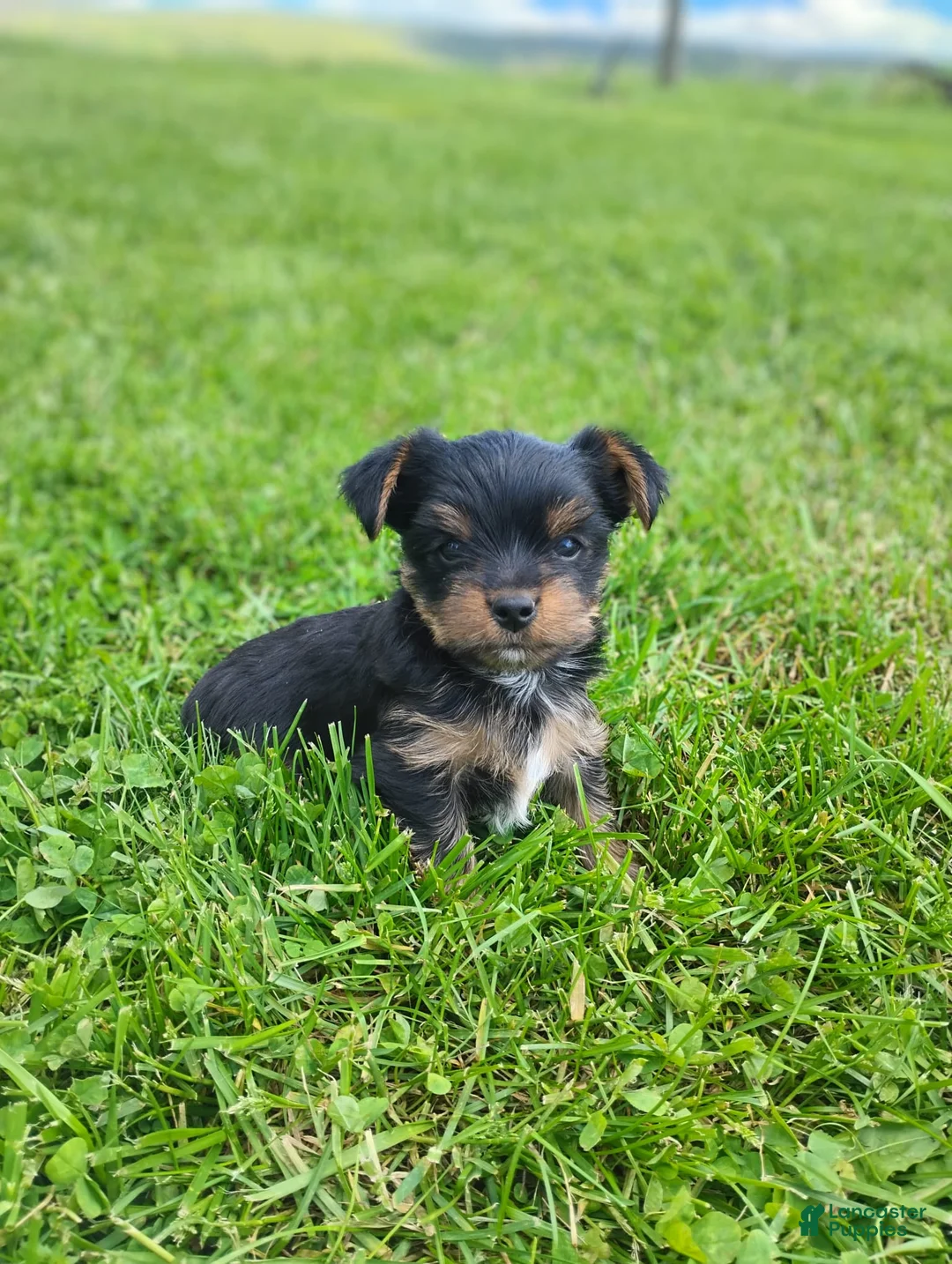 Yorkshire Terrier dogs for sale: Alex - Ad 1