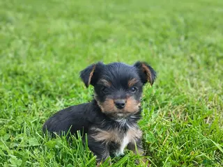 Yorkshire Terrier dogs for sale: Alex - Ad 2