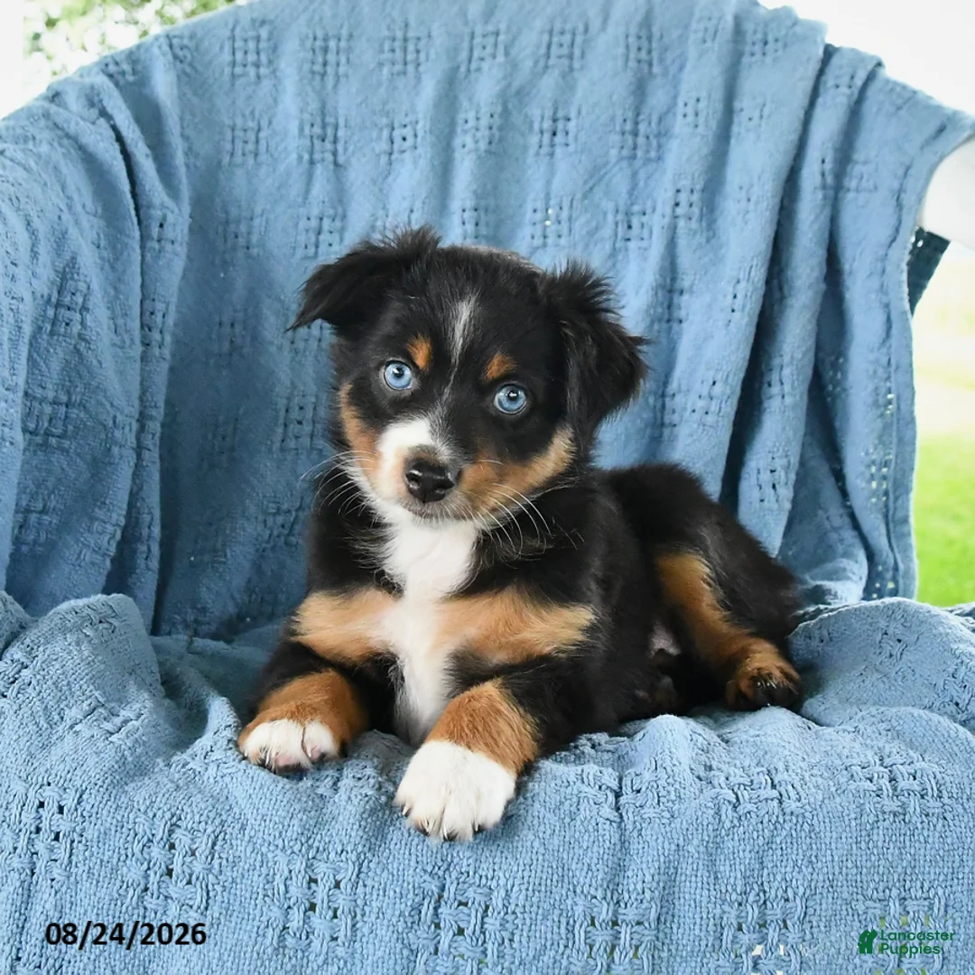 Miniature Australian Shepherd dogs for sale: Baby Blue - Ad 5