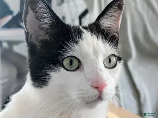 Airedale Terrier dogs Boy 100 (50) - Ad 8