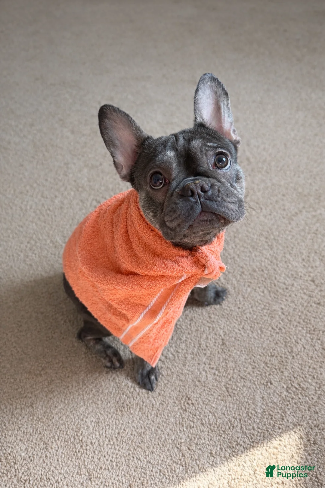 French Bulldog dogs for sale: French Bulldog Puppy 1 - Ad 2