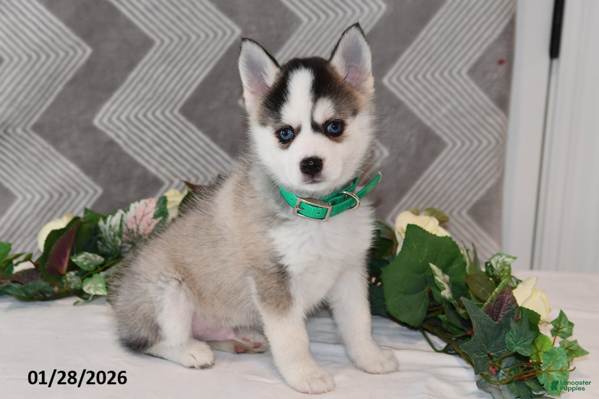 Pomsky dogs Kent - Ad 1