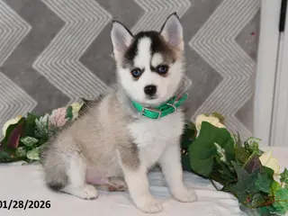 Pomsky dogs Kent - Ad 1