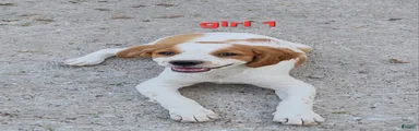 AKC/UKC French Brittany Annie's Girl 1