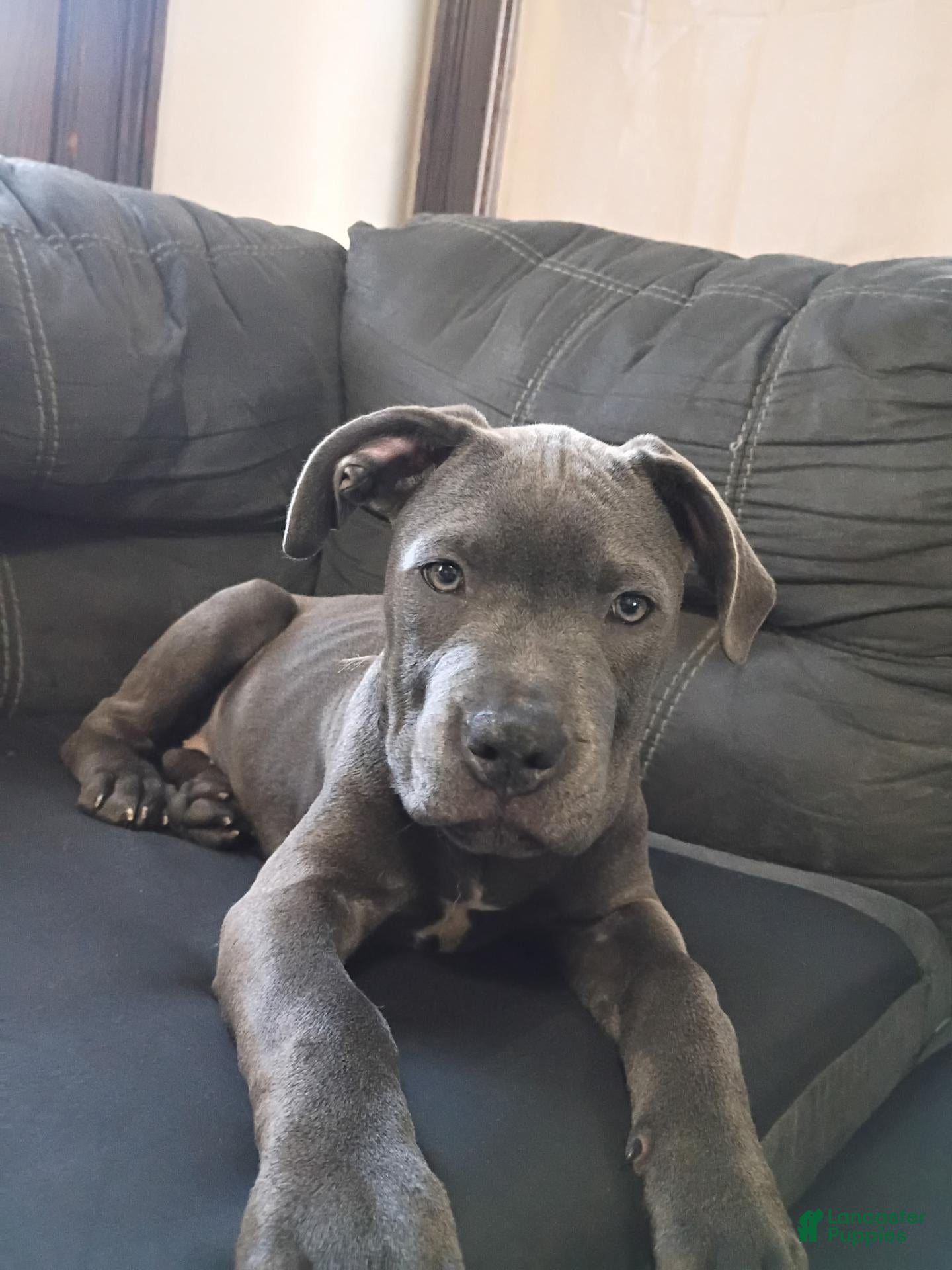 Mixed Breed dogs for sale: Nova - Ad 9