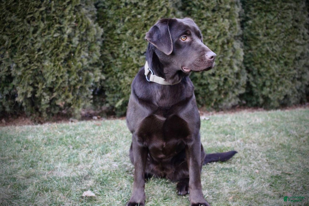 Labrador Retriever dogs for sale: Zack - Ad 8