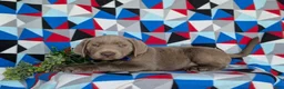 Labrador Retriever dogs for sale: Watkins - Ad 6