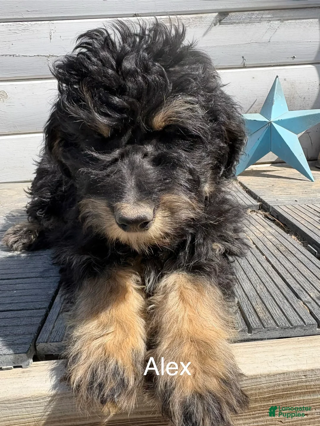 Bernedoodle dogs for sale: Bernedoodle Puppy 2 - Ad 1