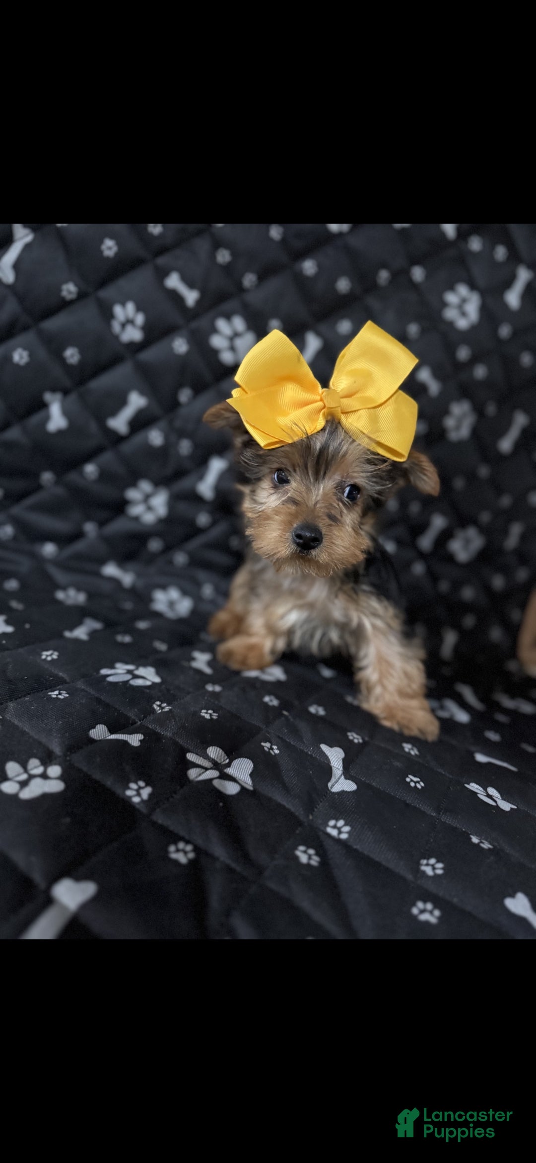 Yorkshire Terrier dogs for sale: Yorkshire Terrier Puppy 1 - Ad 2