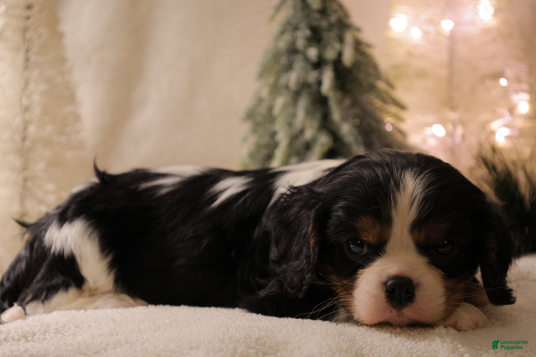 Cavalier King Charles Spaniel dogs for sale: Casper - Ad 6