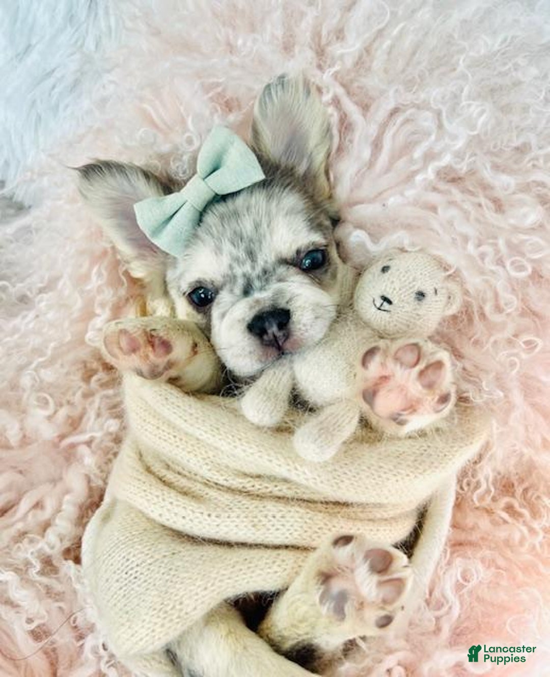 French Bulldog dogs for sale: French Bulldog Puppy 1 - Ad 4