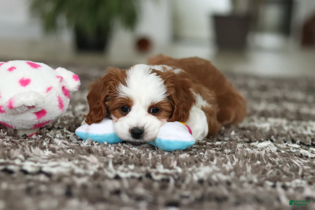 Cavapoo dogs for sale: Princess - Ad 14