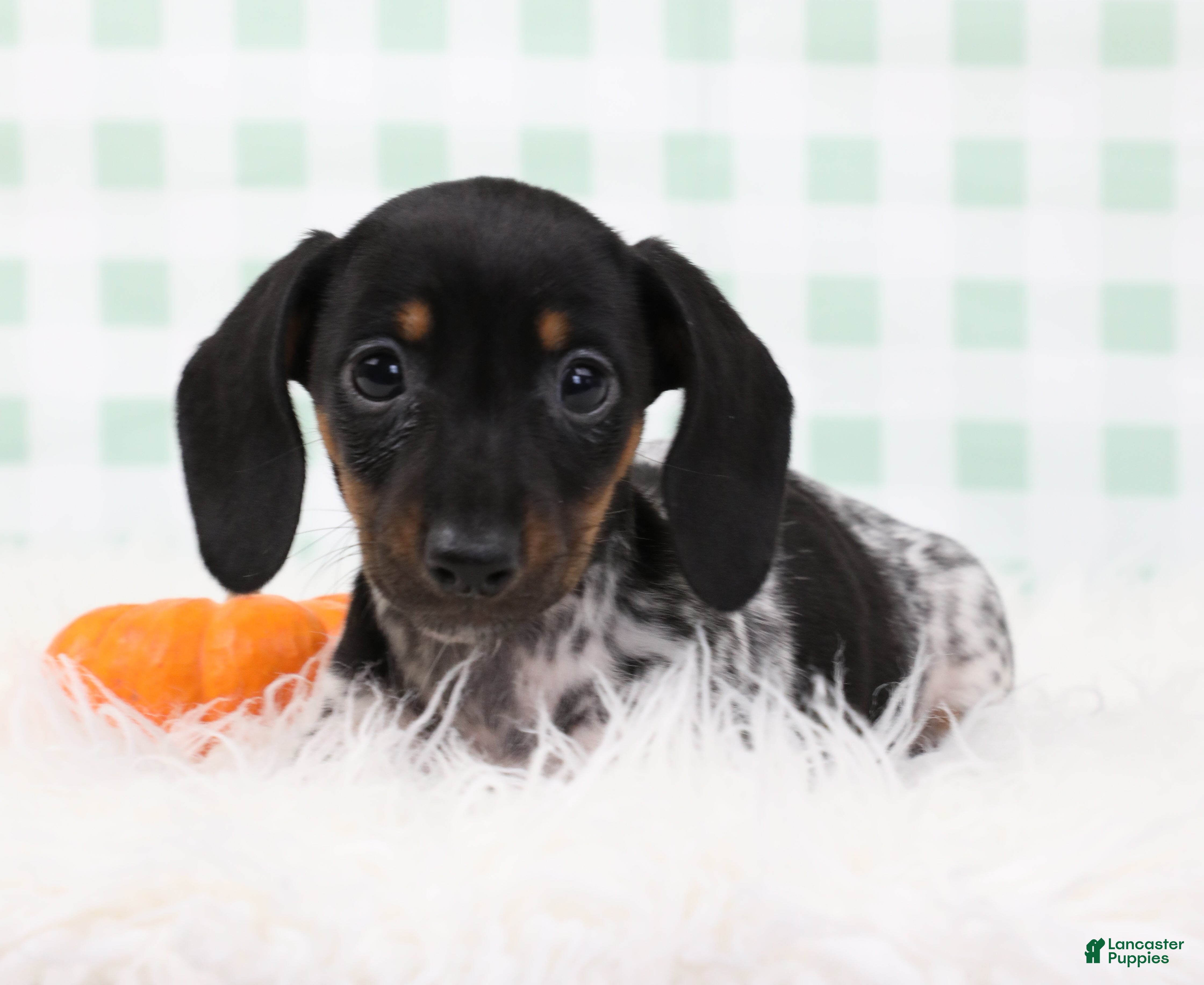 Miniature Dachshund dogs for sale: Sylvie 🍓 - Ad 2