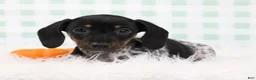 Miniature Dachshund dogs for sale: Sylvie 🍓 - Ad 6