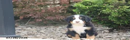 Bernese Mountain Dog dogs for sale: Davis - Ad 1