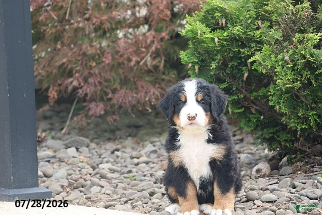 Bernese Mountain Dog dogs for sale: Davis - Ad 1