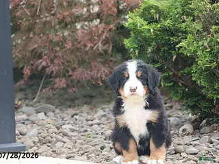 Bernese Mountain Dog dogs Davis - Ad 38