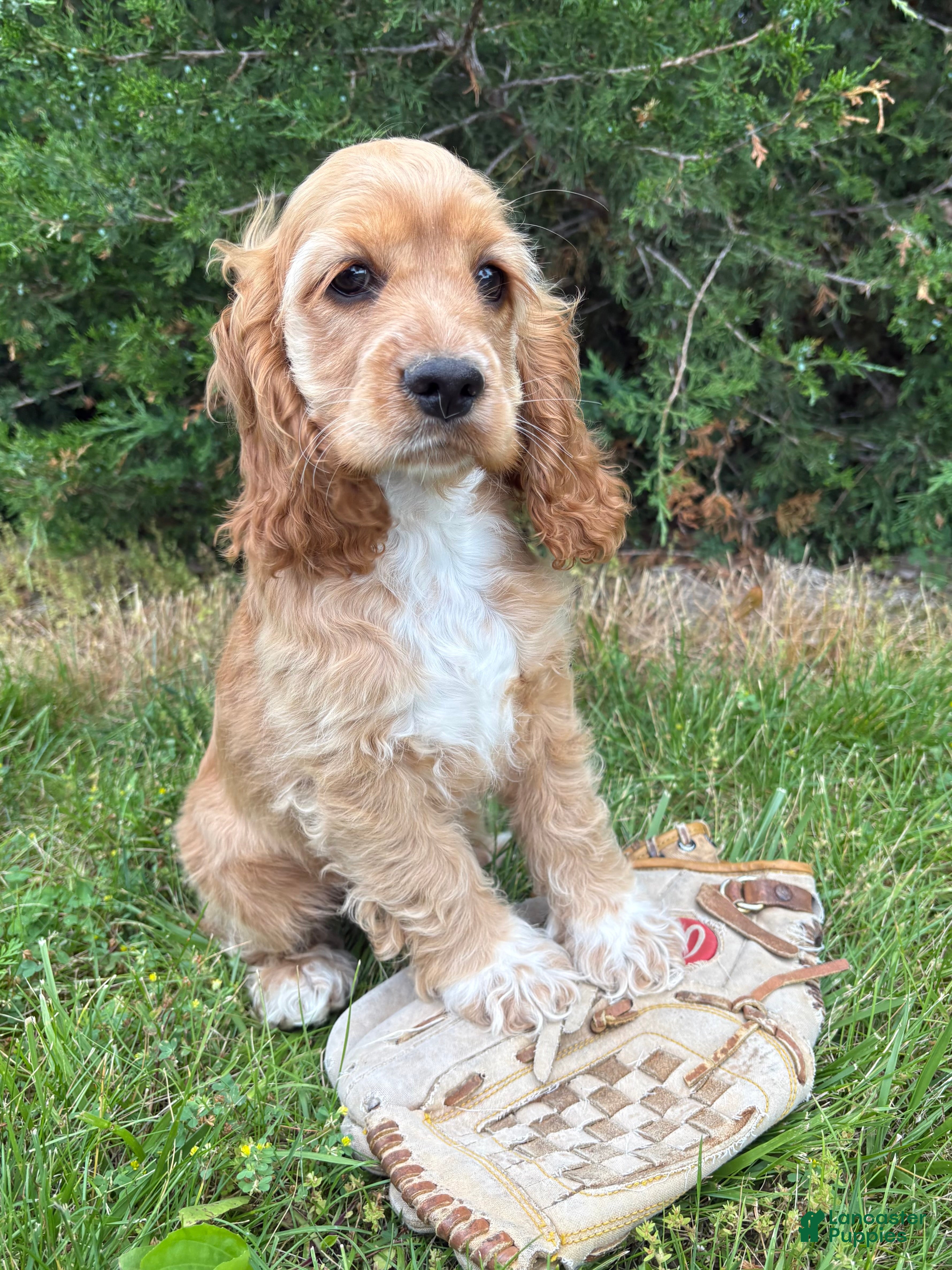 Cocker Spaniel dogs Jed - Ad 2