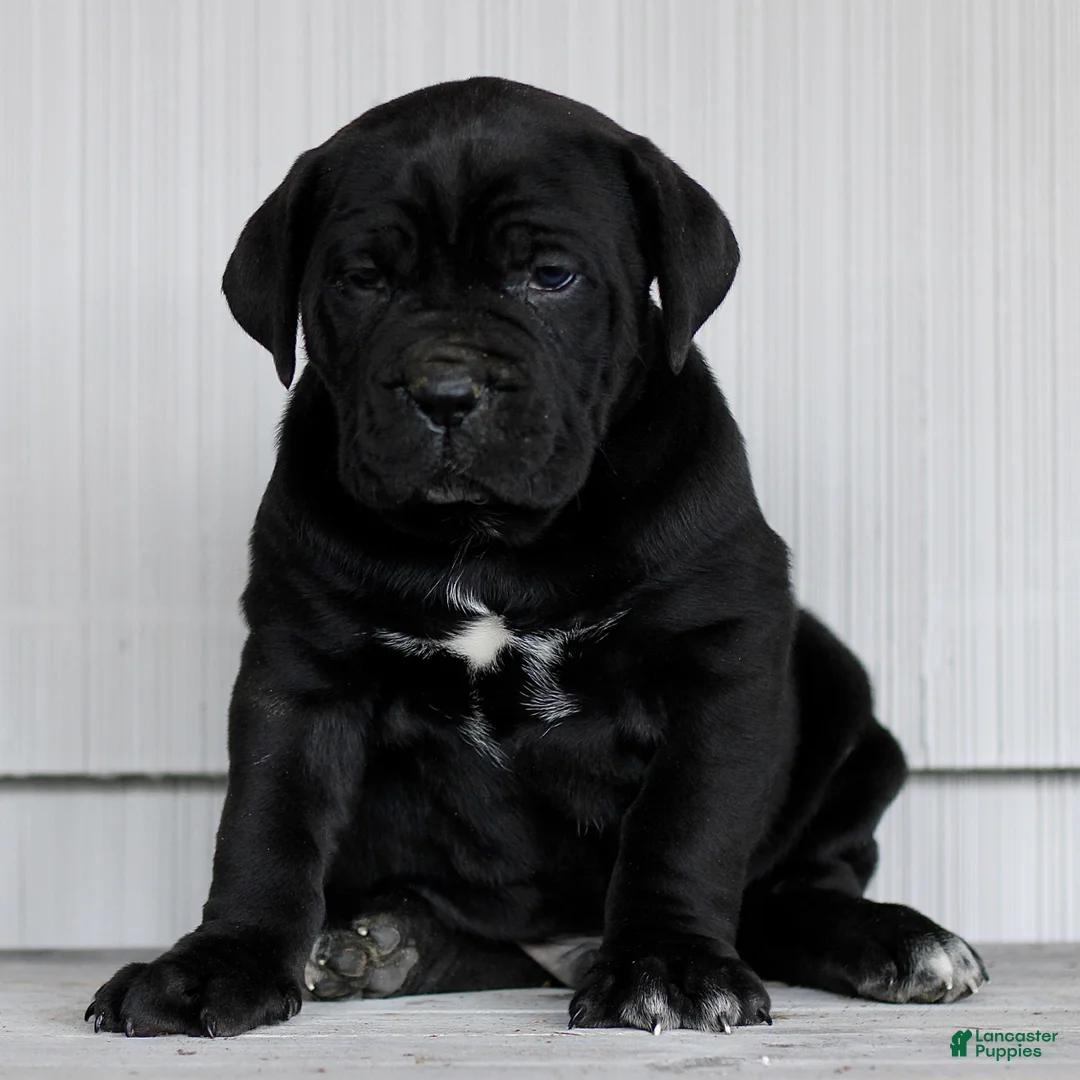 Cane Corso dogs for sale: Newton  - Ad 3