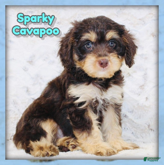 Cavapoo dogs Sparky - Ad 1