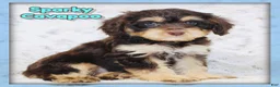 Cavapoo dogs for sale: Sparky - Ad 1