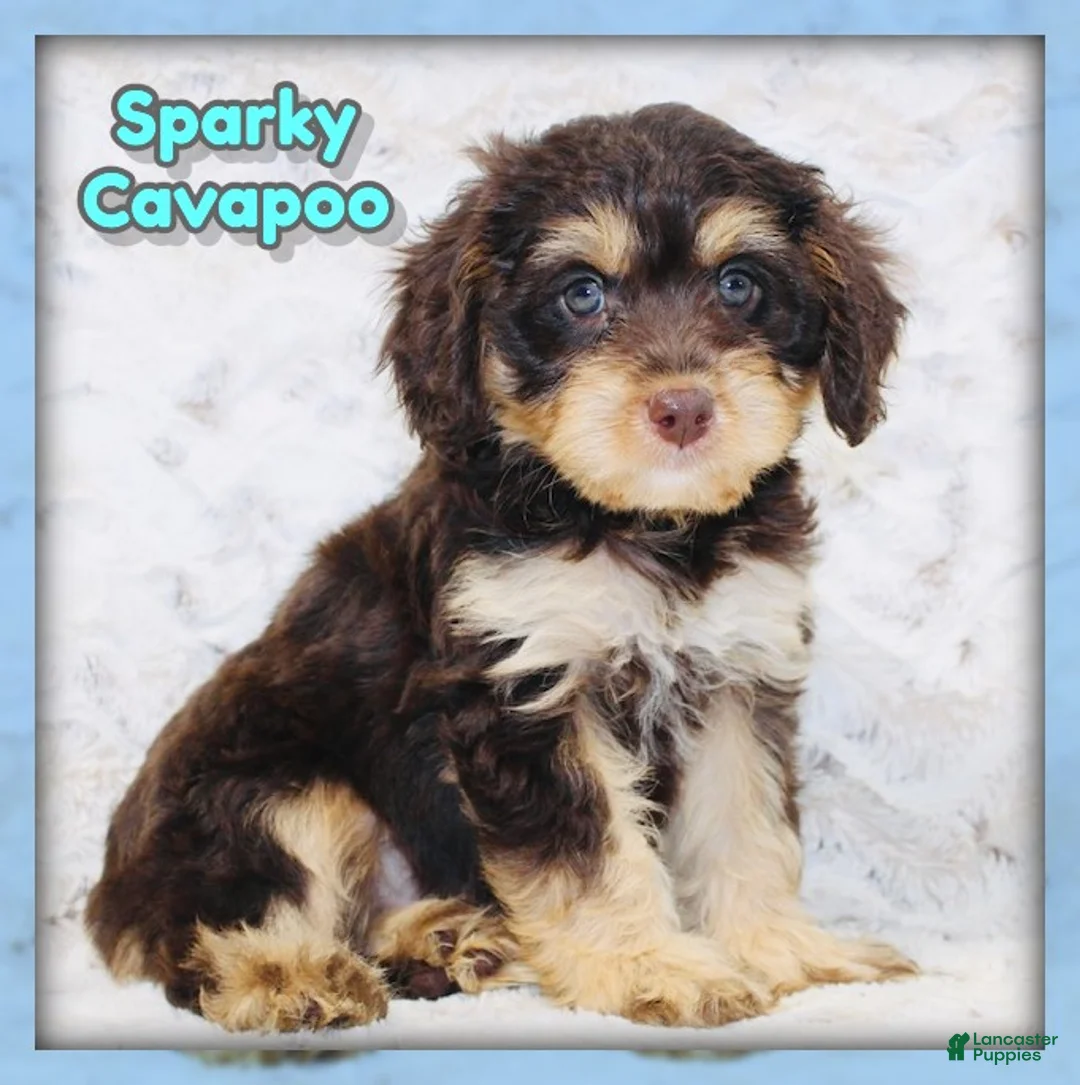 Cavapoo dogs for sale: Sparky - Ad 1