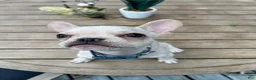 French Bulldog dogs for sale: Nachito - Ad 1