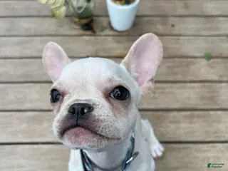 French Bulldog dogs Nachito - Ad 1