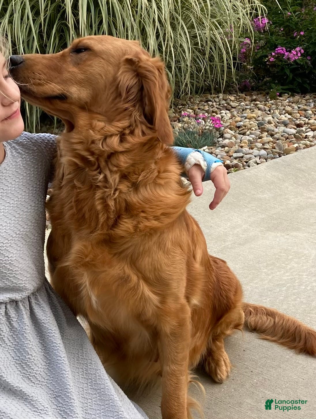 Golden Retriever dogs Lacy - Ad 2
