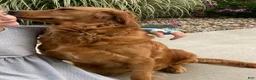Golden Retriever dogs for sale: Lacy - Ad 2