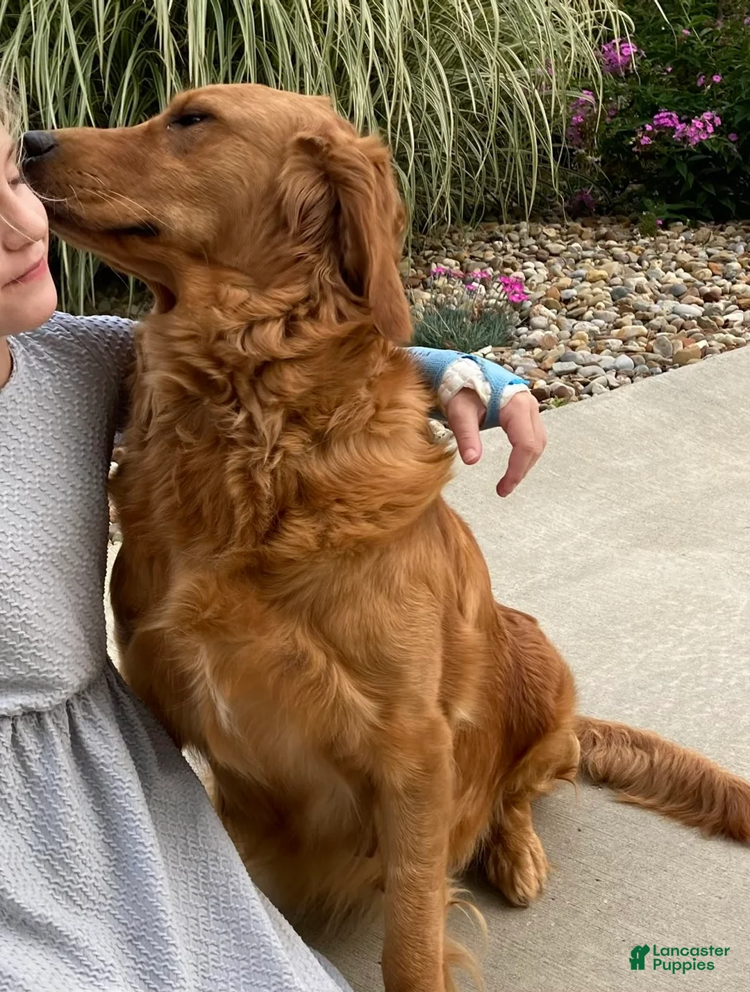 Golden Retriever dogs for sale: Lacy - Ad 2