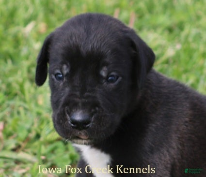 Great Dane dogs Max - Ad 35